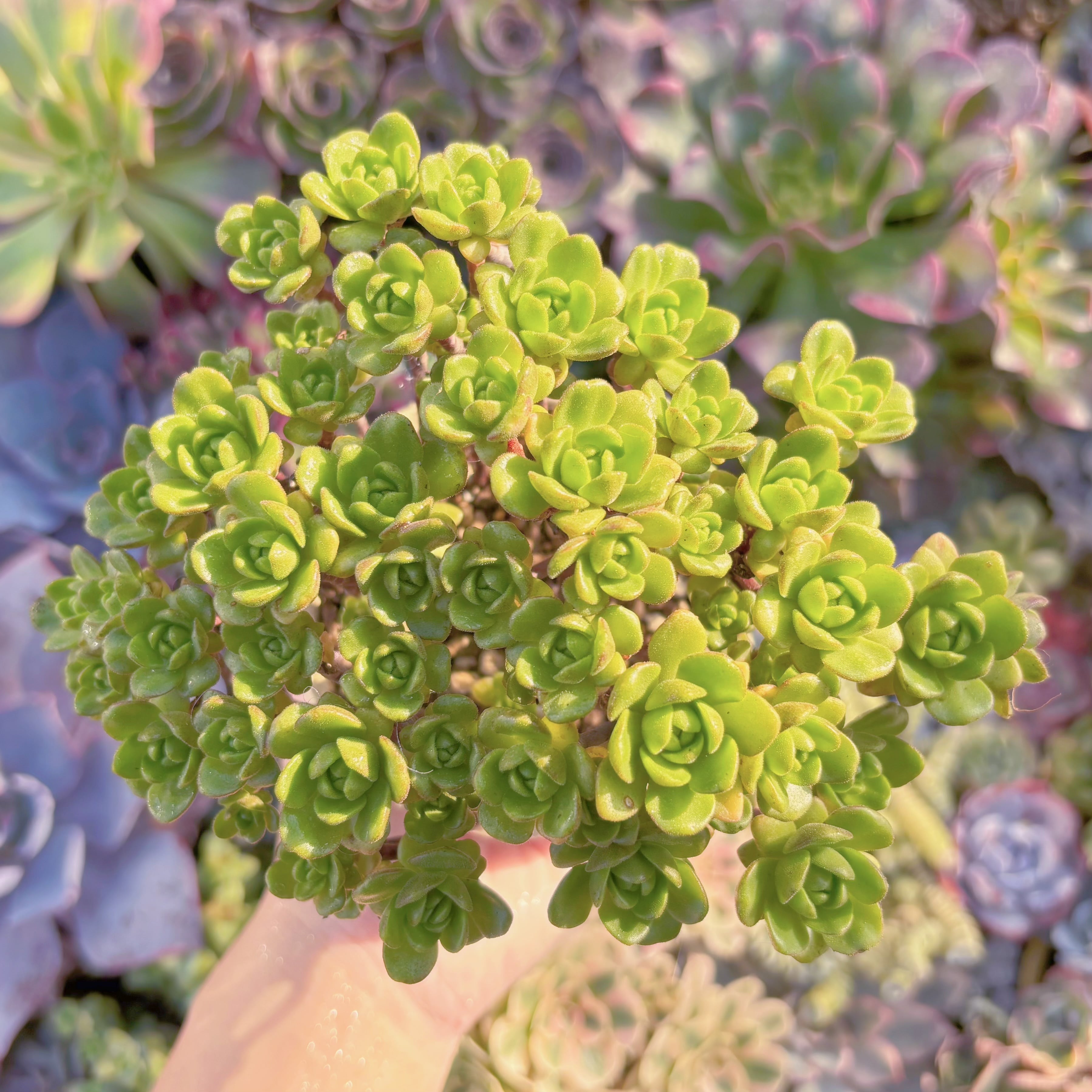 現品　little fox#K202　群生　るる農園