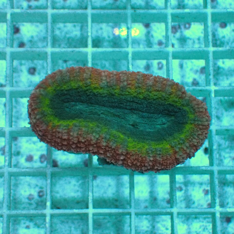 天然ライブロック Sグレード 1kg | HOUSE REEF(ハウスリーフ)サンゴ