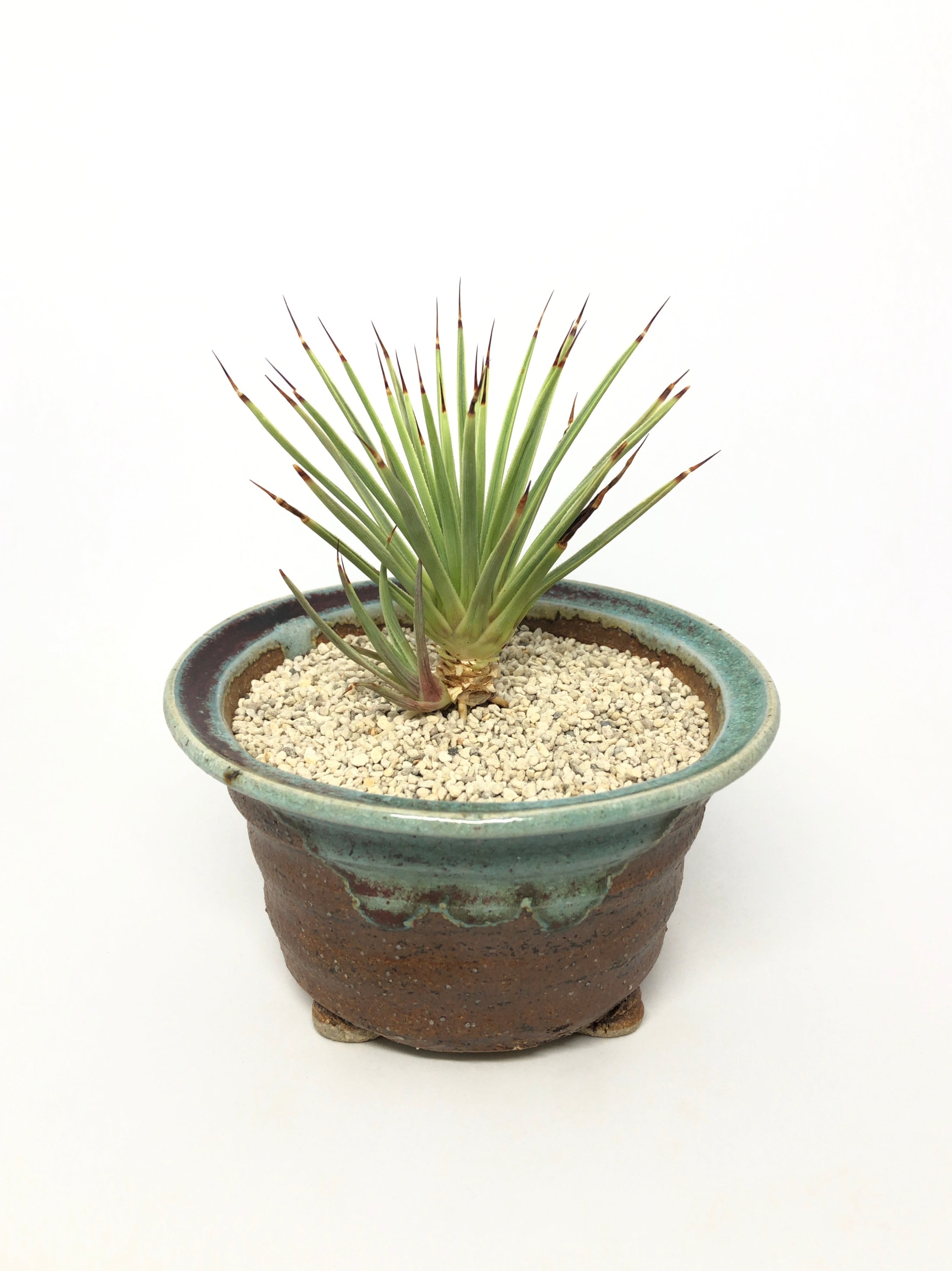 アガベ・吹上ナナ | trigger