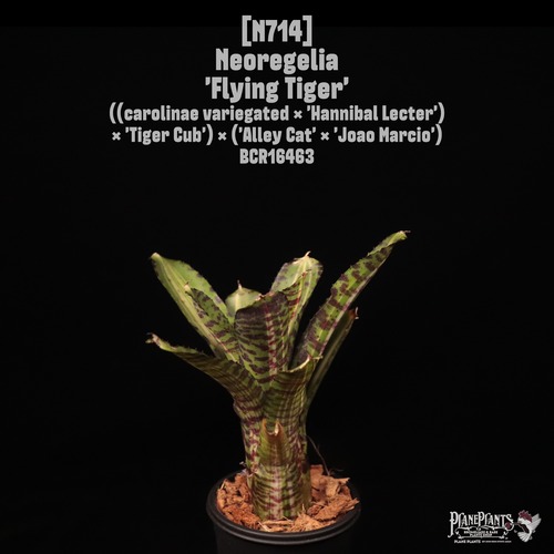 Neoregelia 'Flying tiger'〔ネオレゲリア〕N714