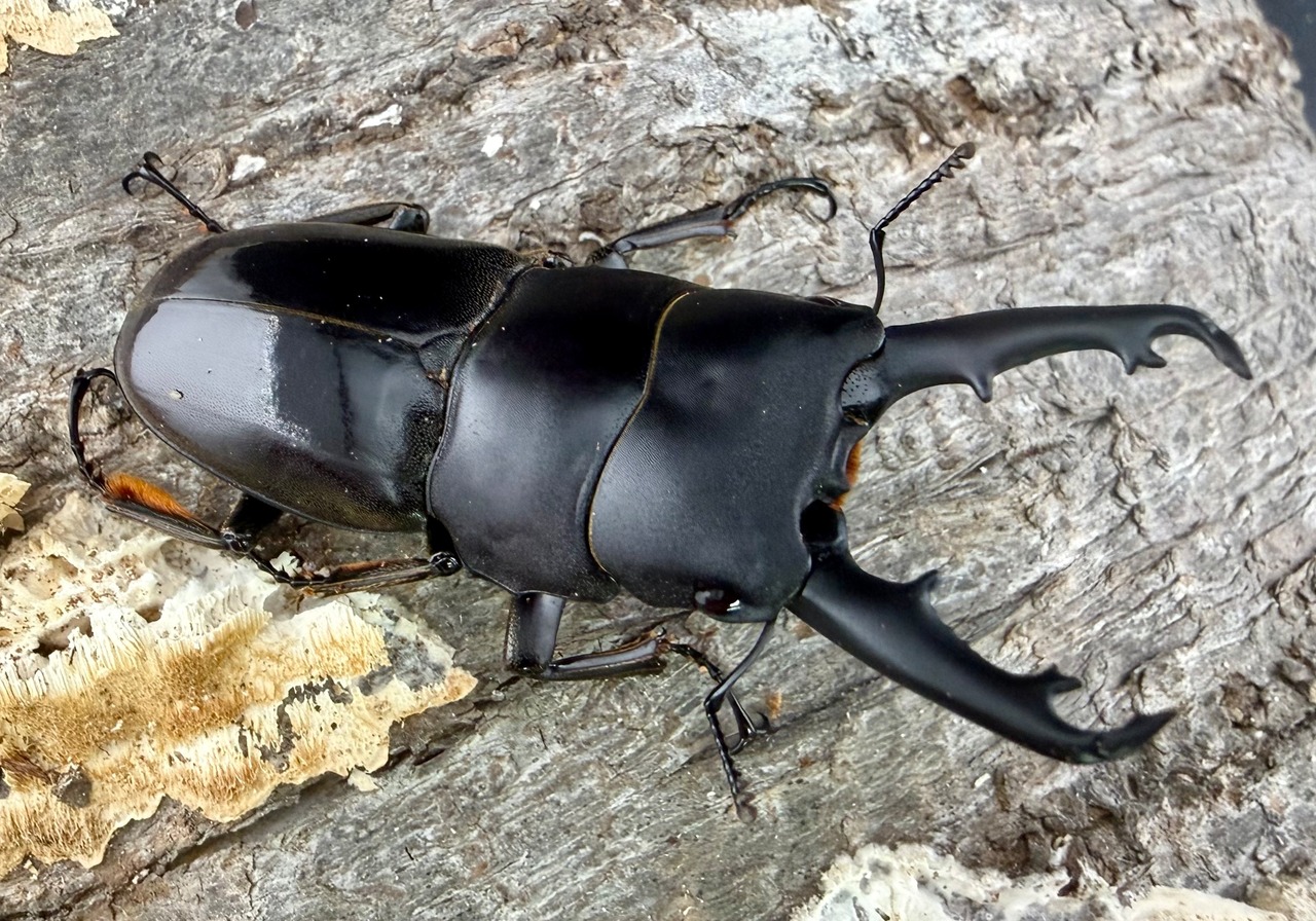 《タウネスヒラタ 54mm ペア》わたくわ氏ブリード個体