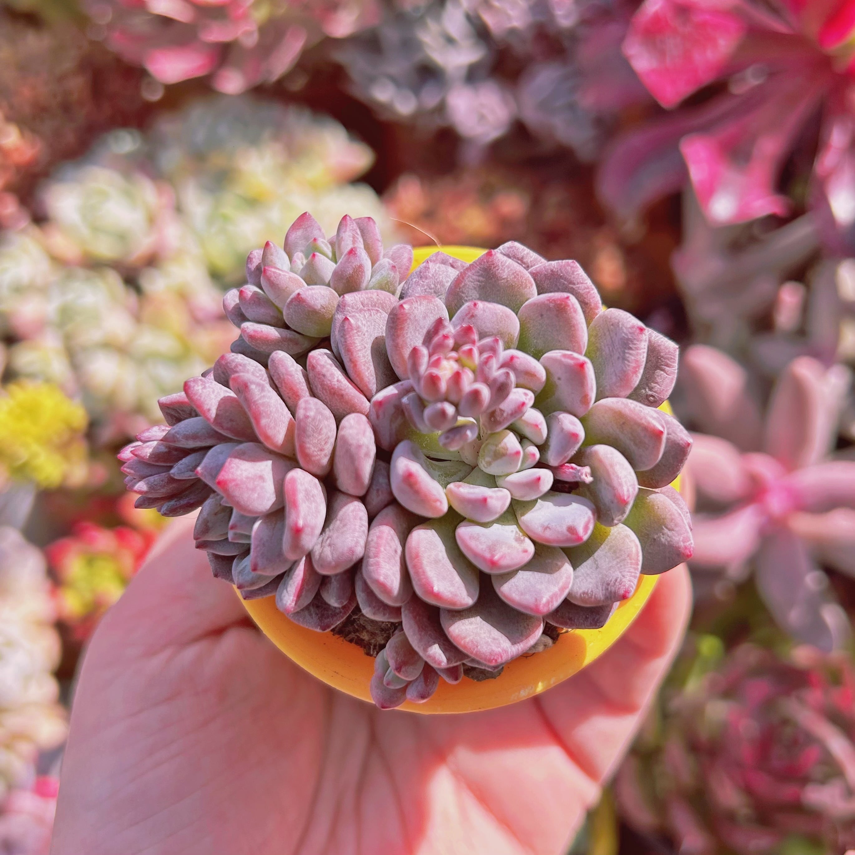 多肉植物 新品種 ブルーグロブローサ 3～5頭 | るる農園~多肉植物専門