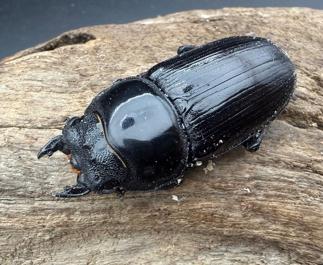 《オオクワガタ 能勢SR血統 50mm ♀単》