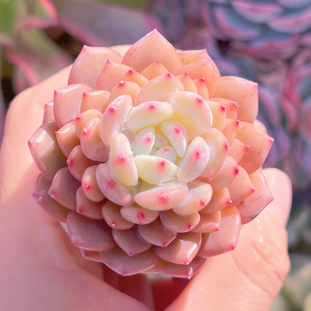 多肉植物　星星(小)　新入荷　るる農園