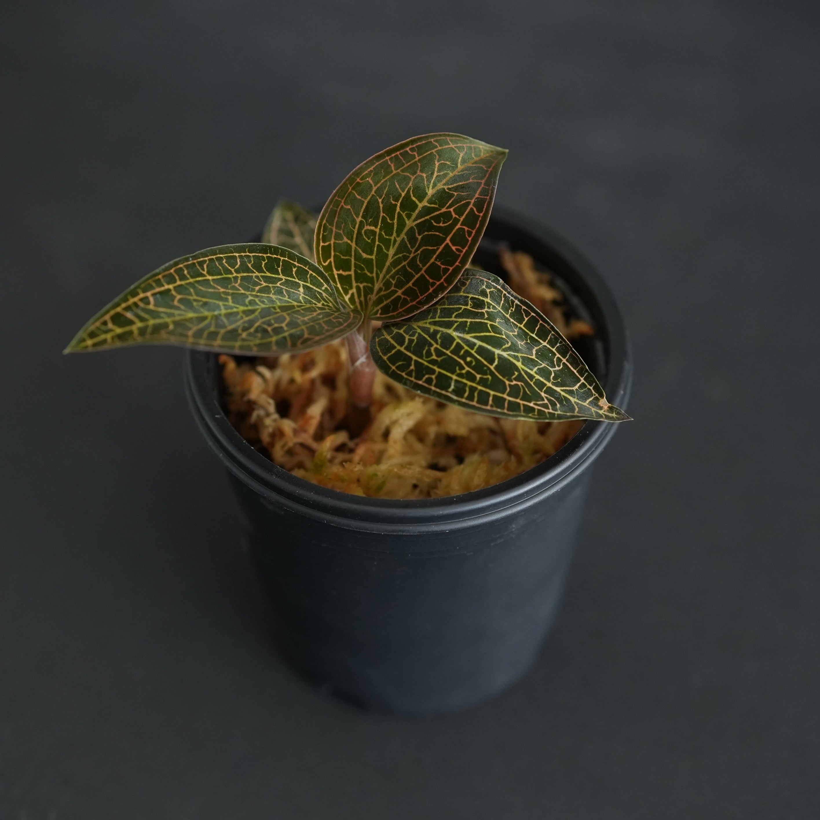 ◇現品◇アネクトキルス トリデンタタス【ジュエルオーキッド宝石蘭
