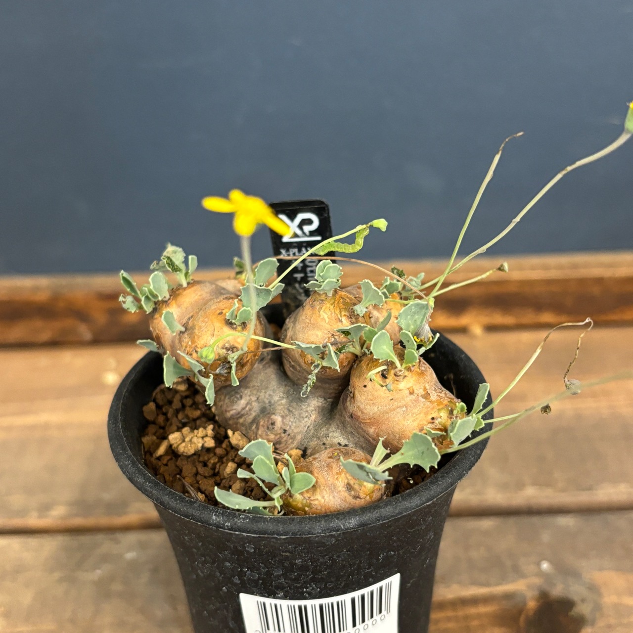 オトンナ　カカリオイデス　現地株【910】