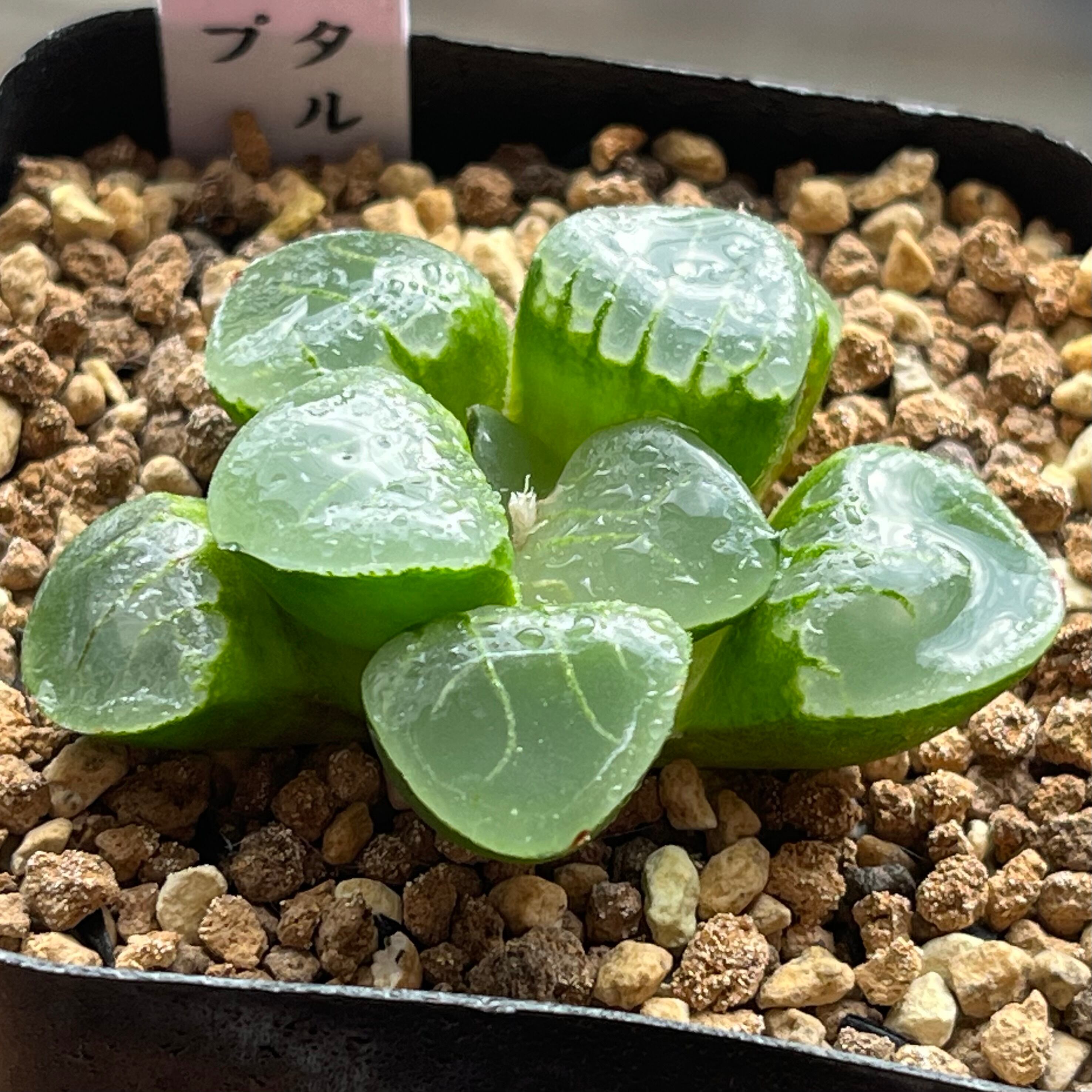 ハオルチア スターズフェアリー | mocono_plants