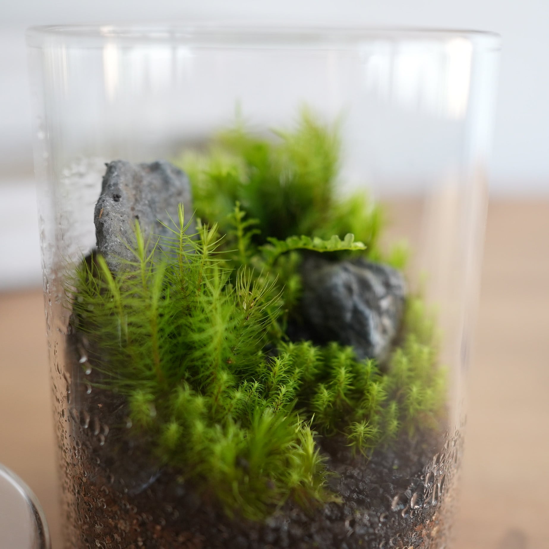 浜辺の苔リウム moss terrarium】レジンを使って透き通る美しい浜辺を作る–苔