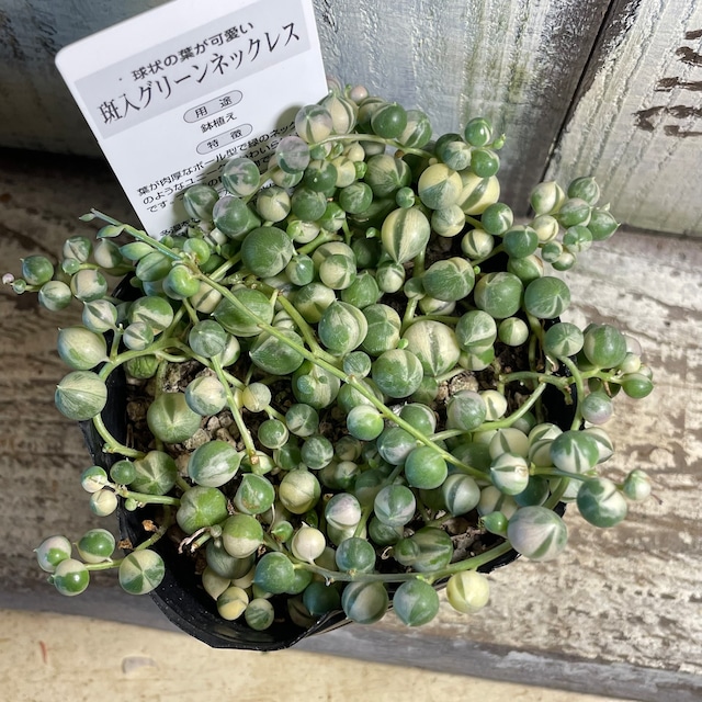 斑入りグリーンネックレス Rupo 多肉植物専門店
