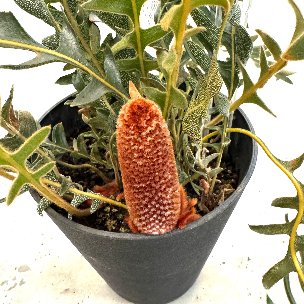 バンクシア ブレクニフォニア【516】