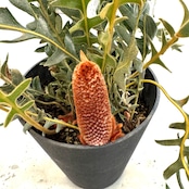 バンクシア ブレクニフォニア【516】