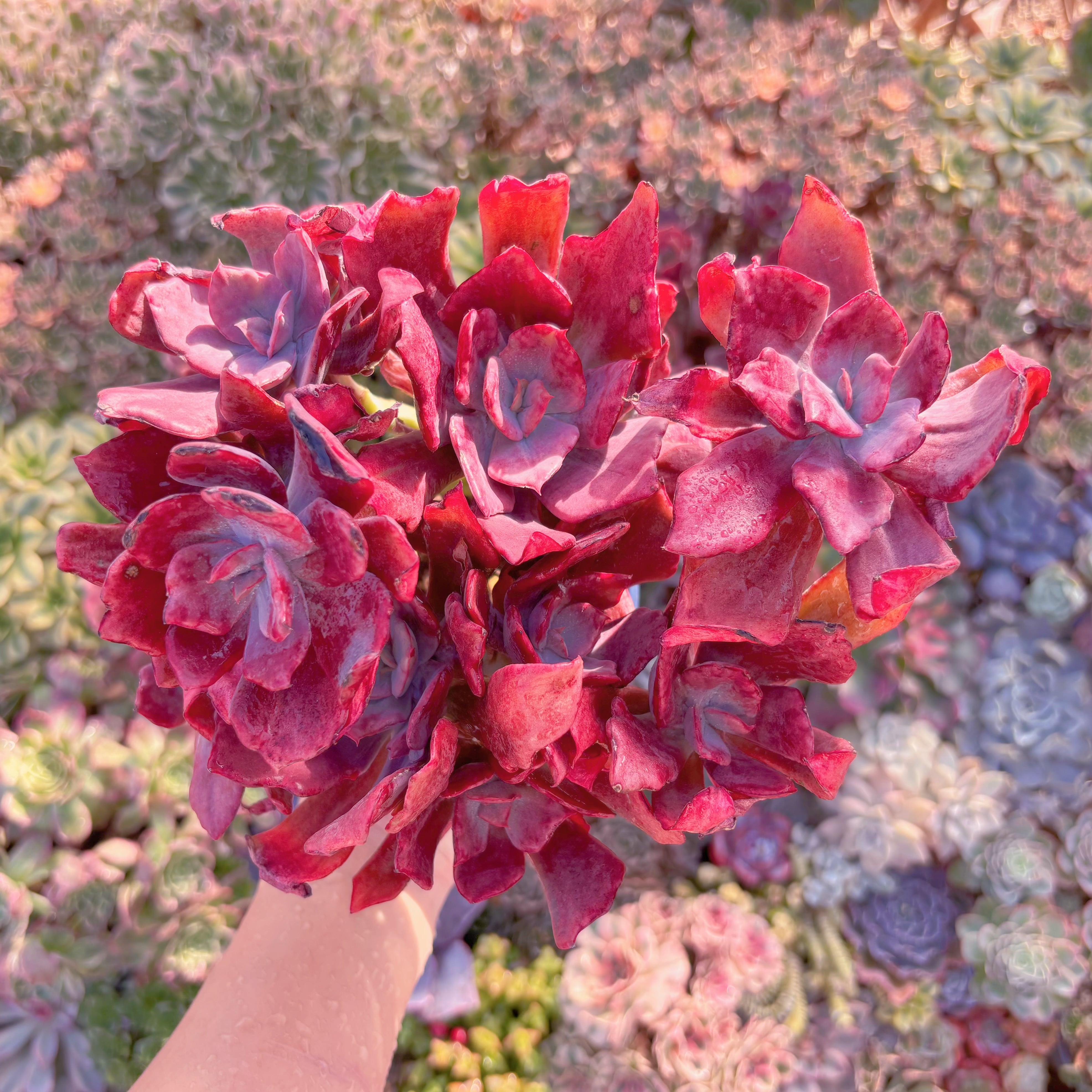 現品　ダイアモンドステイト錦　特大群生　新入荷　るる農園