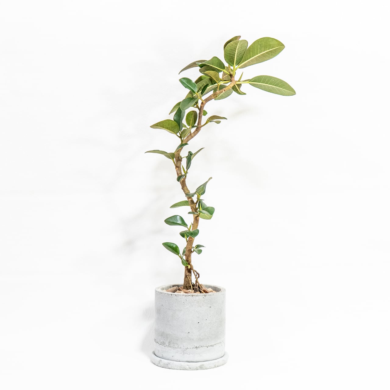 フランスゴムの木 自然の曲線美を楽しむ枝ぶり 無機質な鉢と調和した一鉢