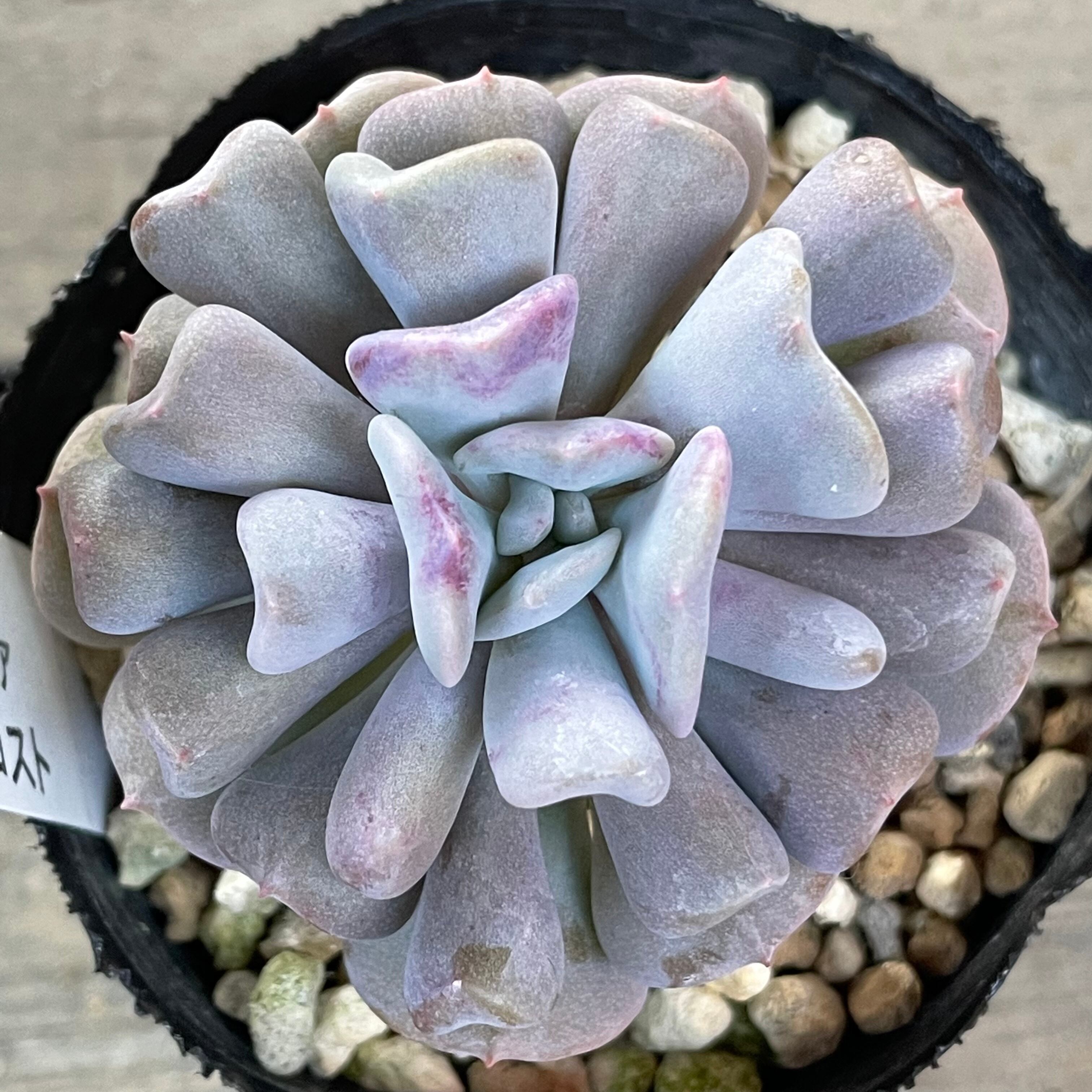 キュービックフロスト | RuPo 多肉植物専門店