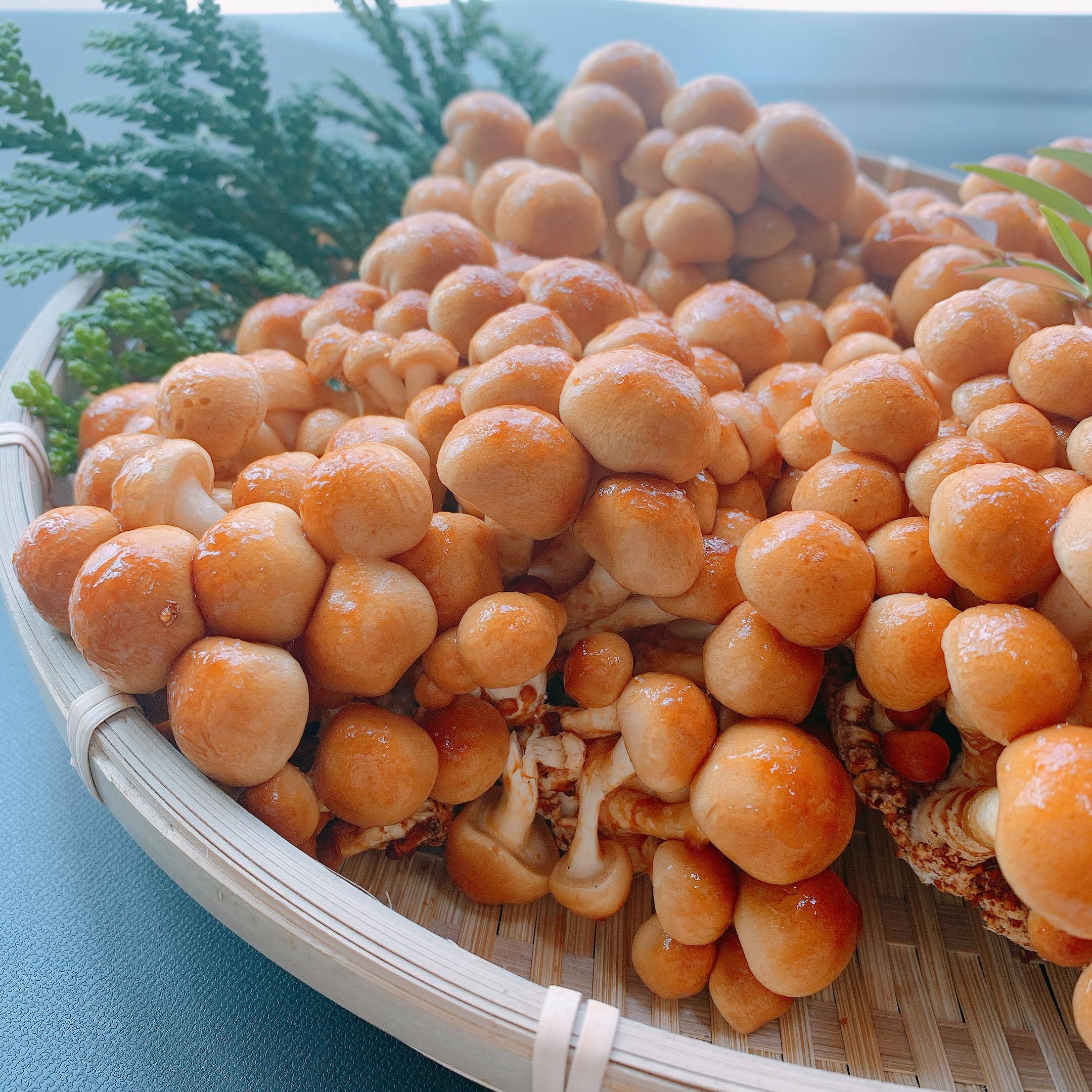 株なめこ4株 | yamadachikai