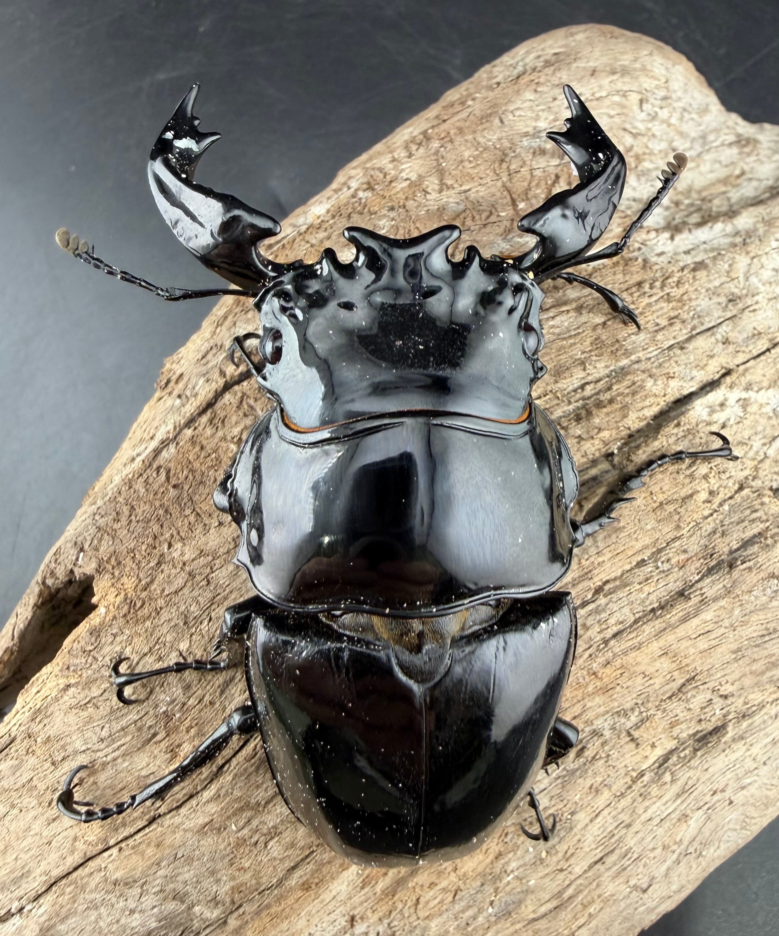 タランドゥスツヤクワガタデッキ タランドゥスツヤクワガタデッキ デッキコード「1A3H7」のデッキ