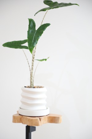 【S】アロカシア ゼブリナ/Alocasia　※陶器鉢付き