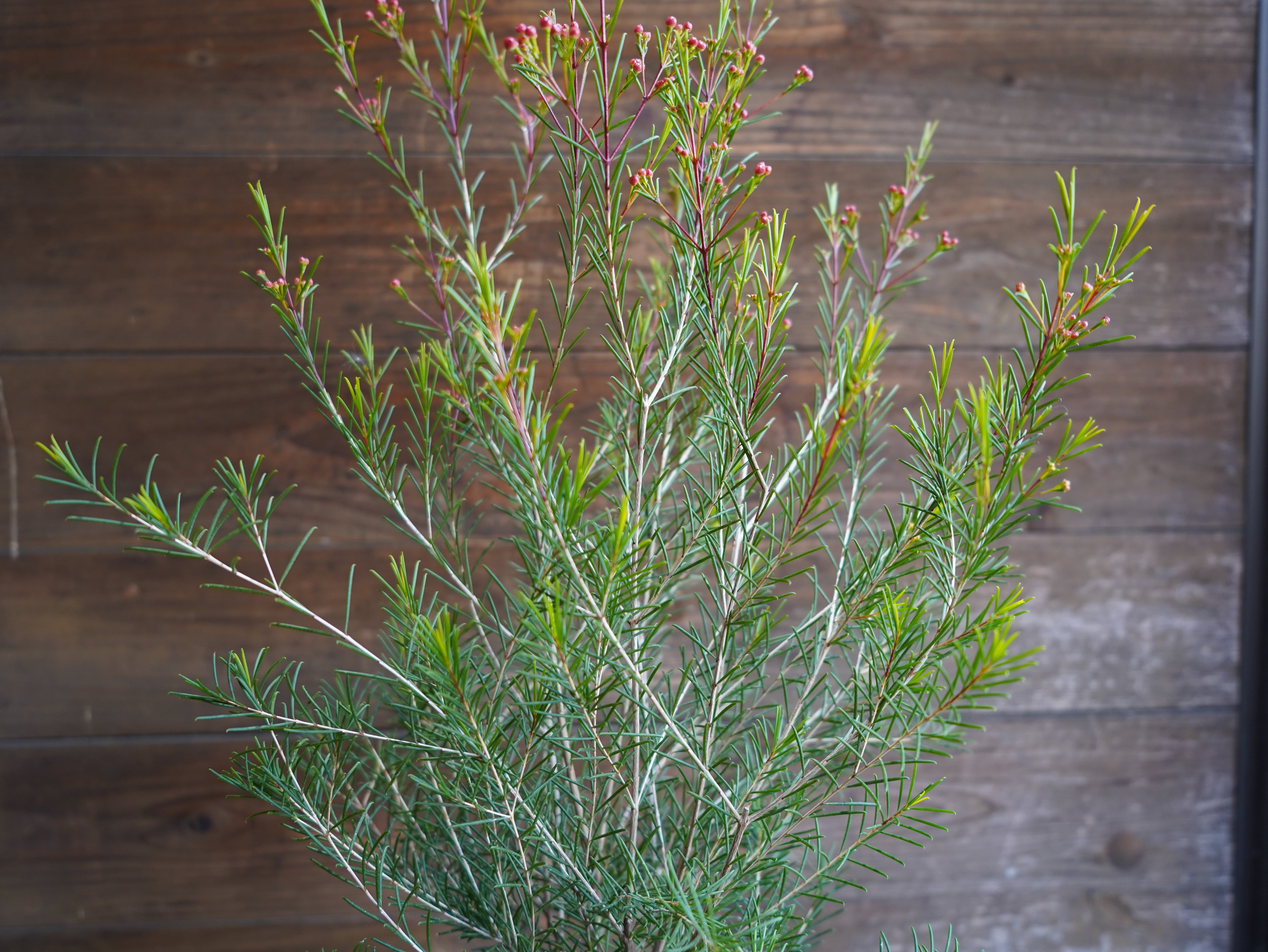 ワックスフラワー