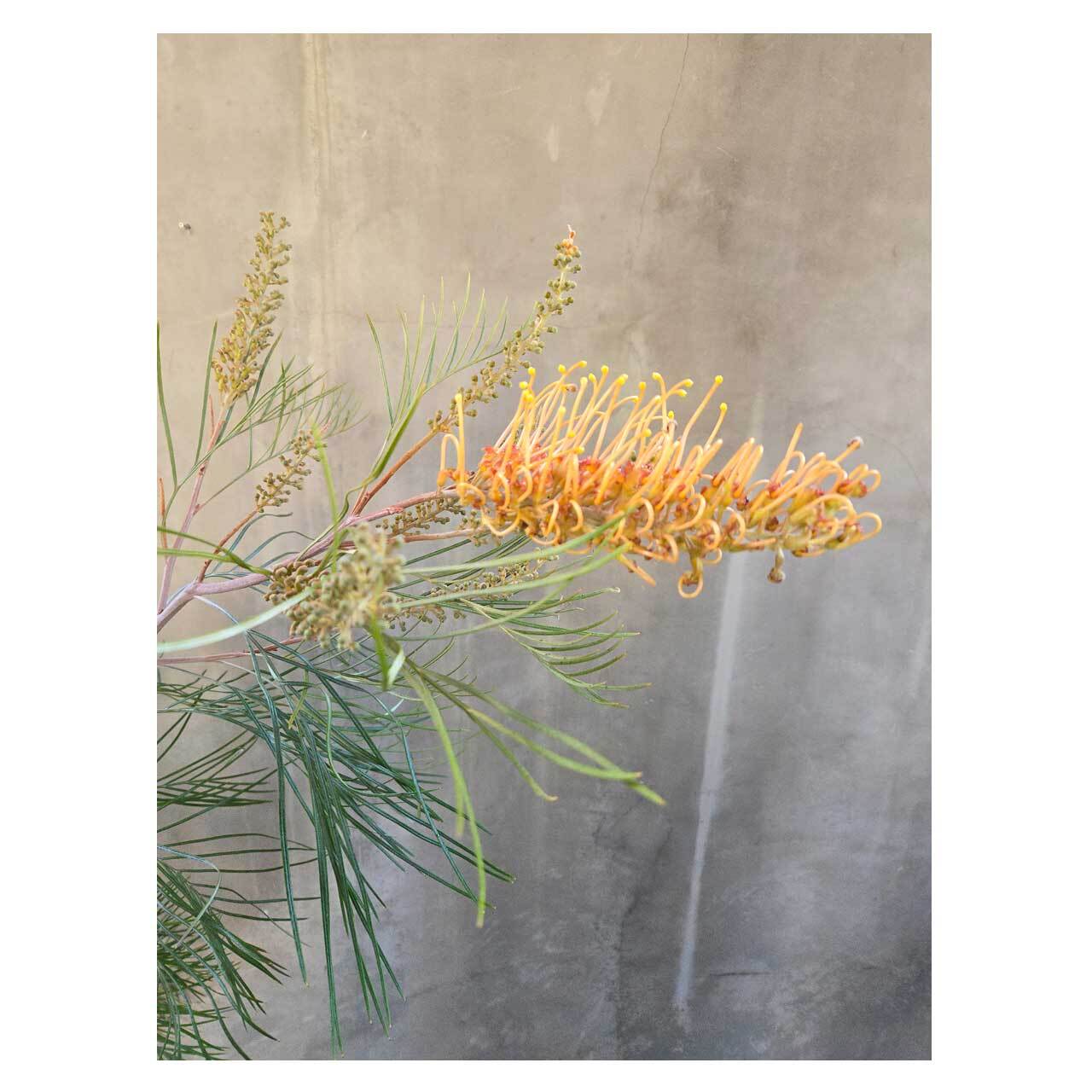 Grevillea 'Little Honey' | Seeding