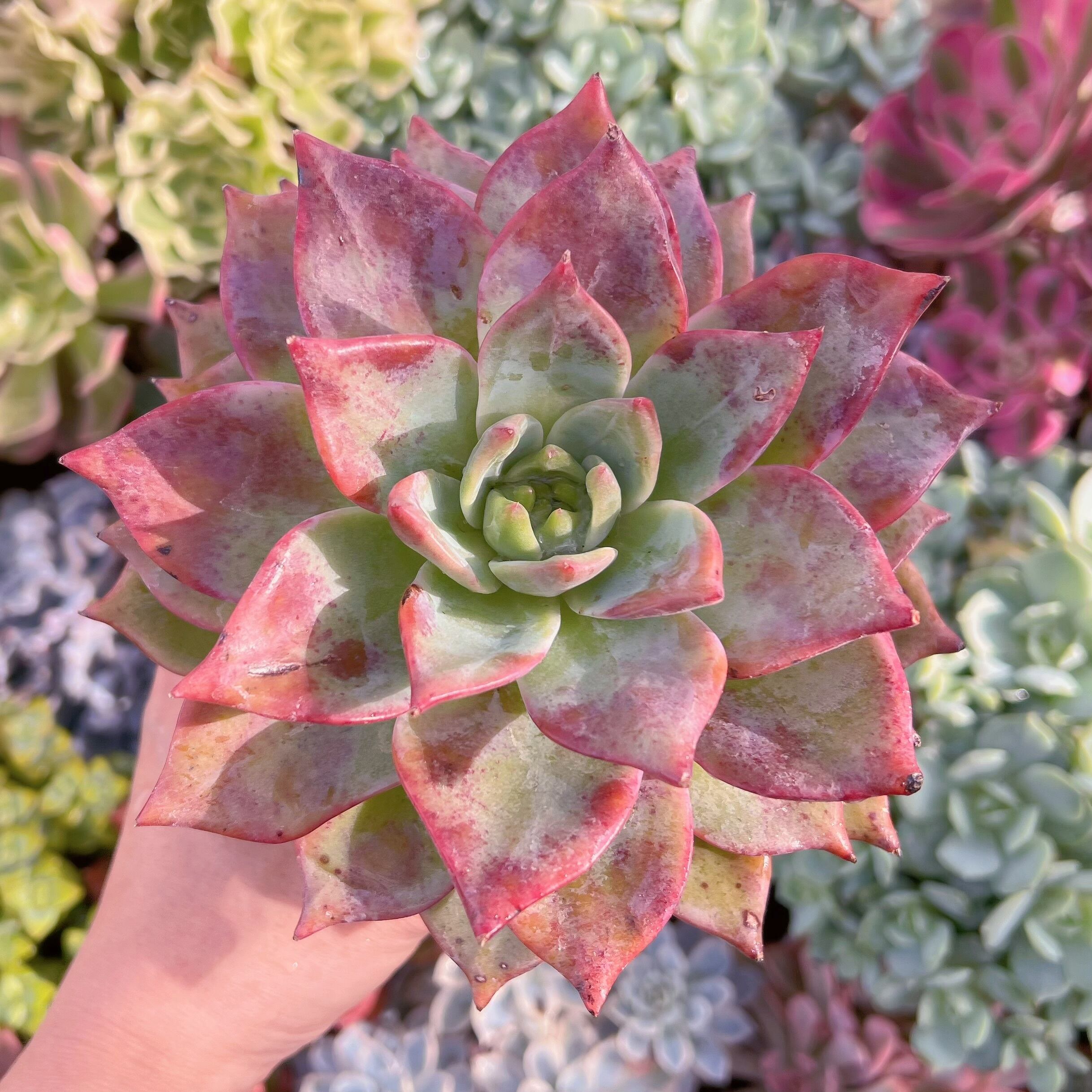 現物　レッドドラゴン#735　特大　るる農園