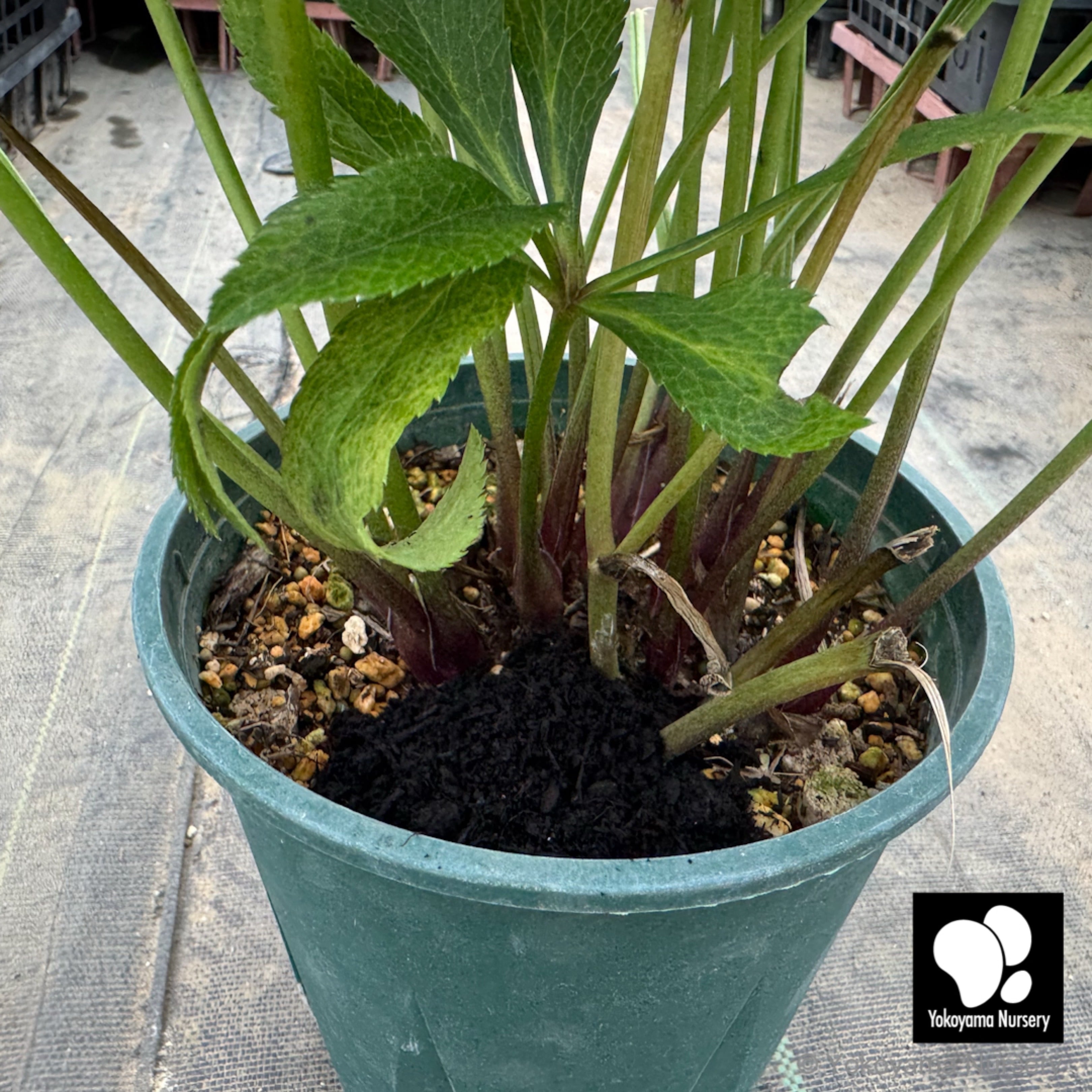 2リットル】連作障害対策 ミラクルバイオ肥料FDS | 横山園芸 Yokoyama