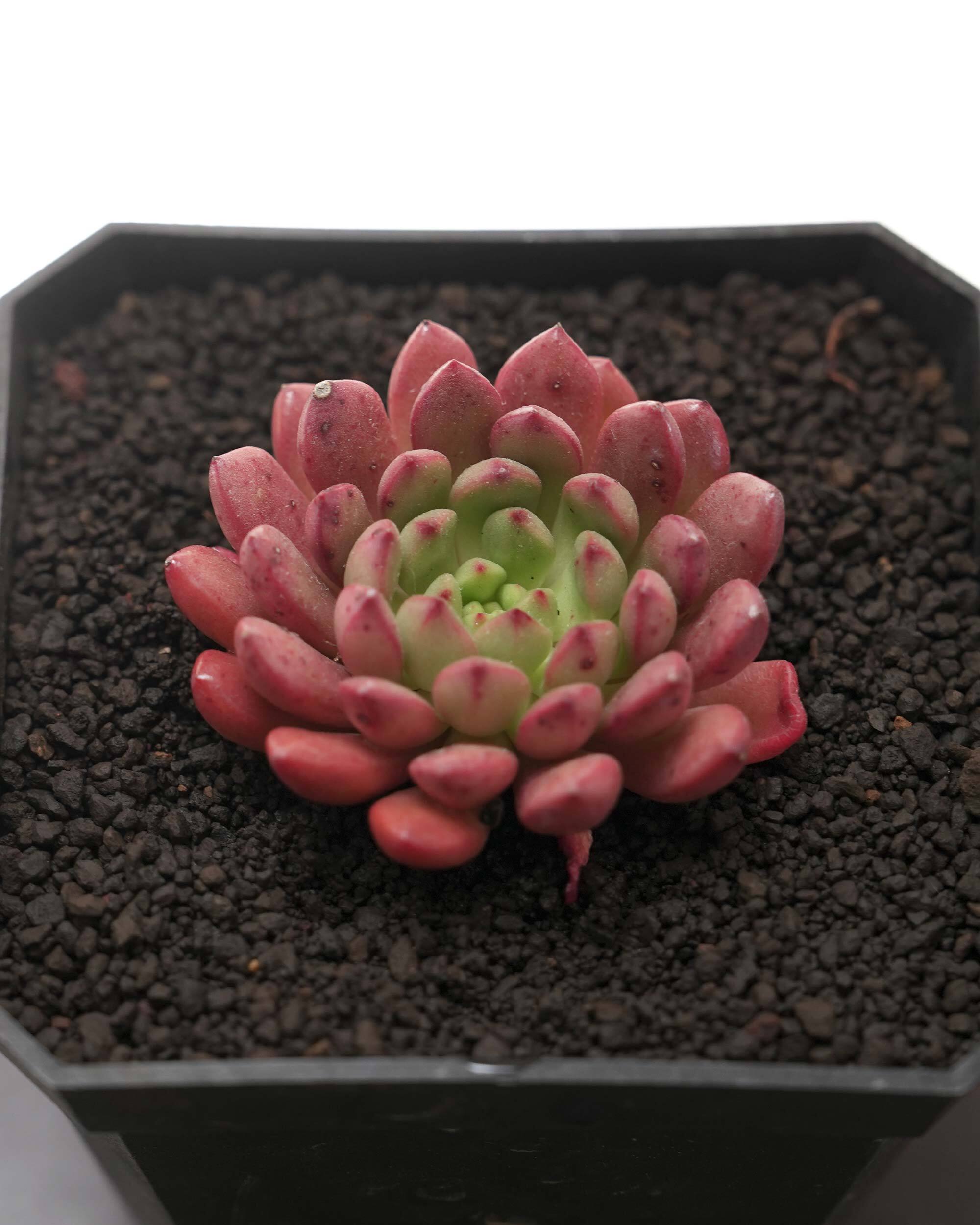 カット苗 ピンクルルビー 単頭 Graptoveria 'Bashful' | PUKUBOOK