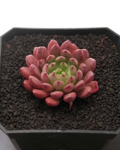 カット苗 ピンクルルビー 単頭 Graptoveria 'Bashful'