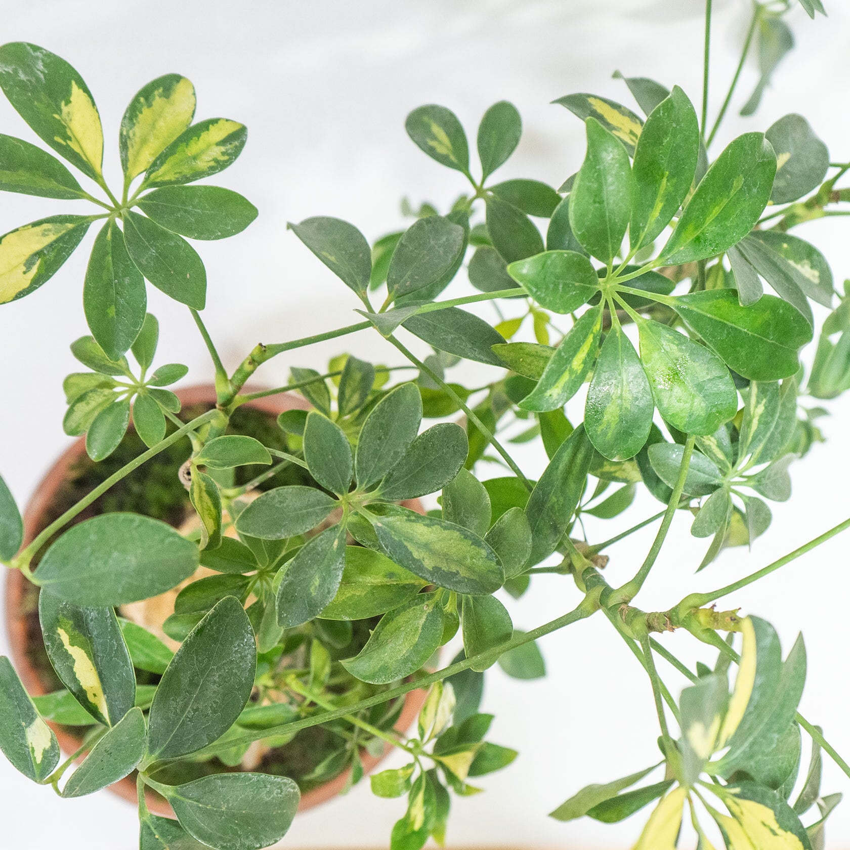 斑入り植物 シェフレラ・バリエガータ 和洋どちらにも合う盆栽風の一点物