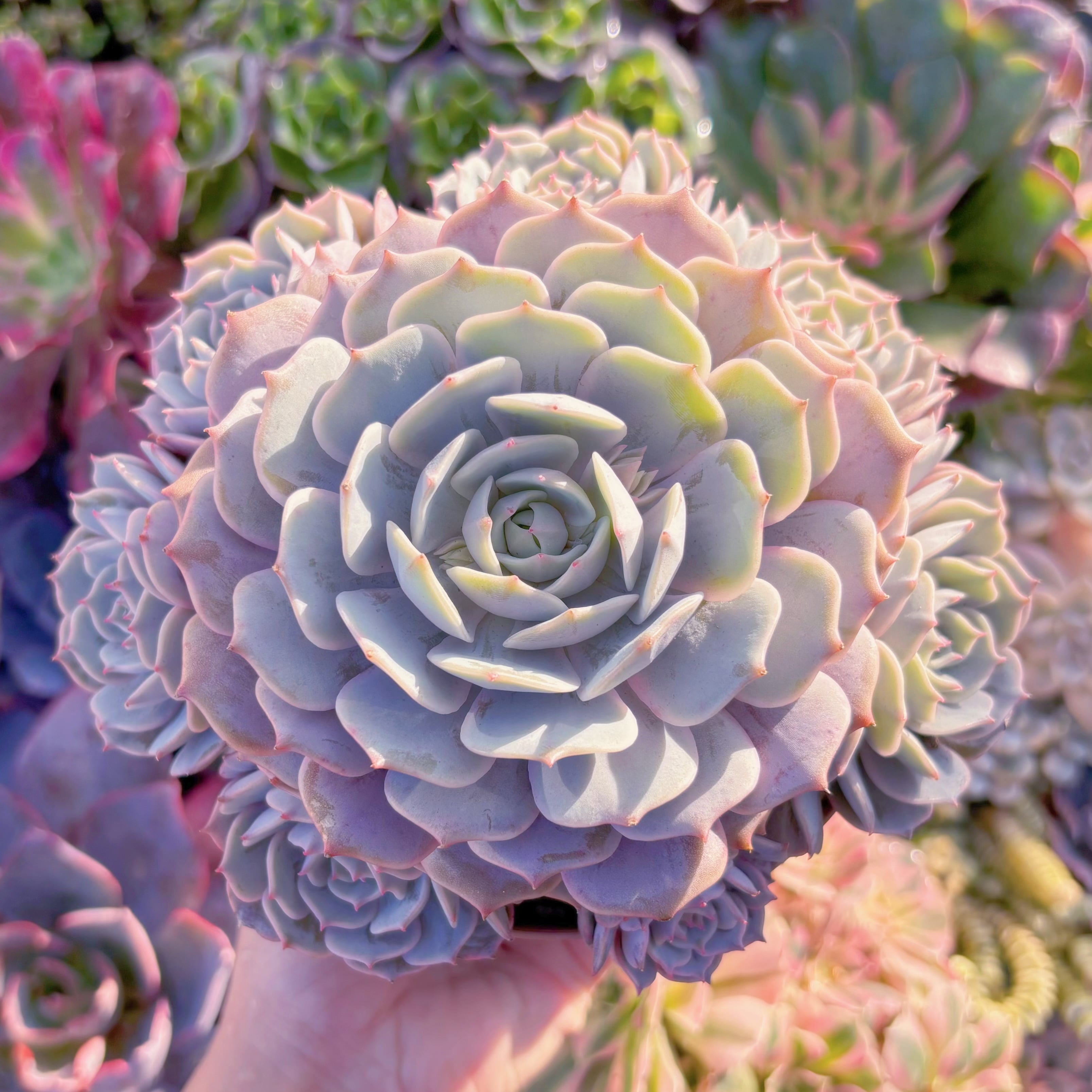 現品　ローラ#A048　新入荷　るる農園