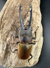 【WF1】《ドエスブルグノコギリ亜種mkkiensis 67mm ペア》セルヴォラン氏委託個体