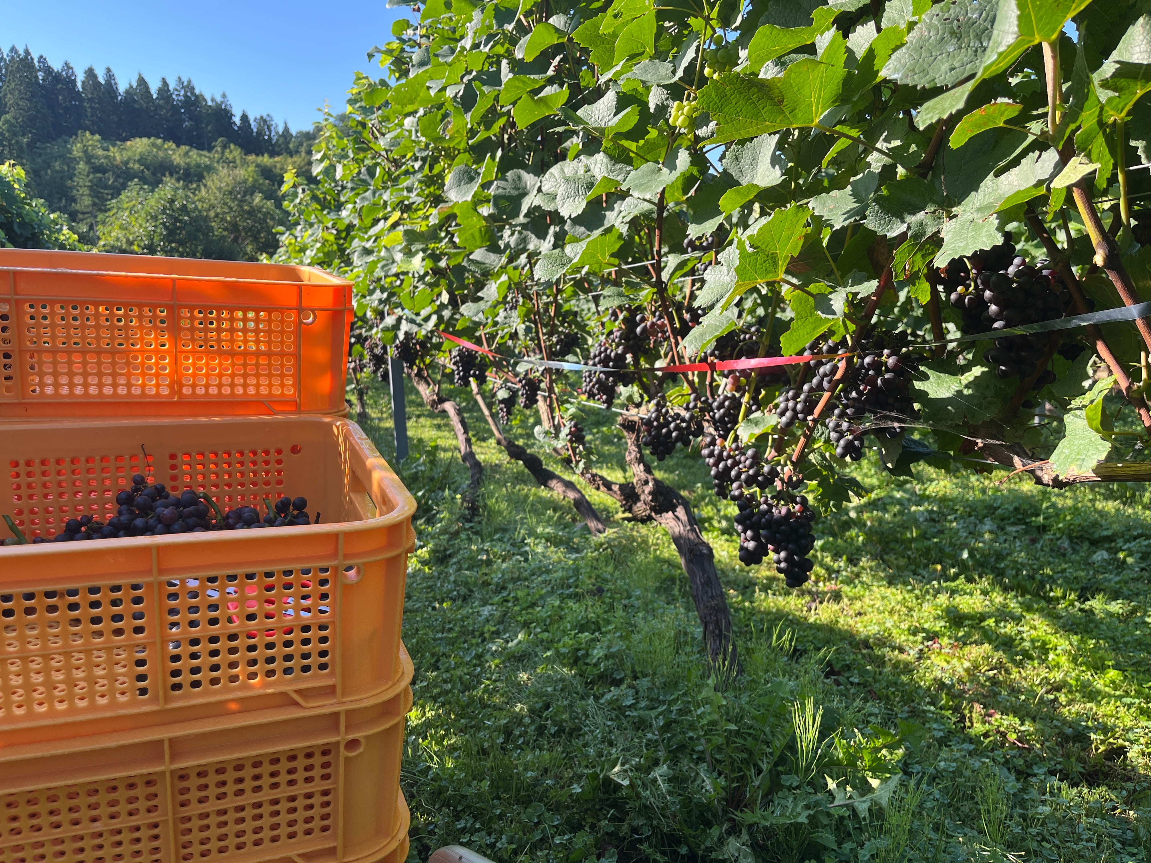 微炭酸白ワイン【アルモニ秋田ブラン】