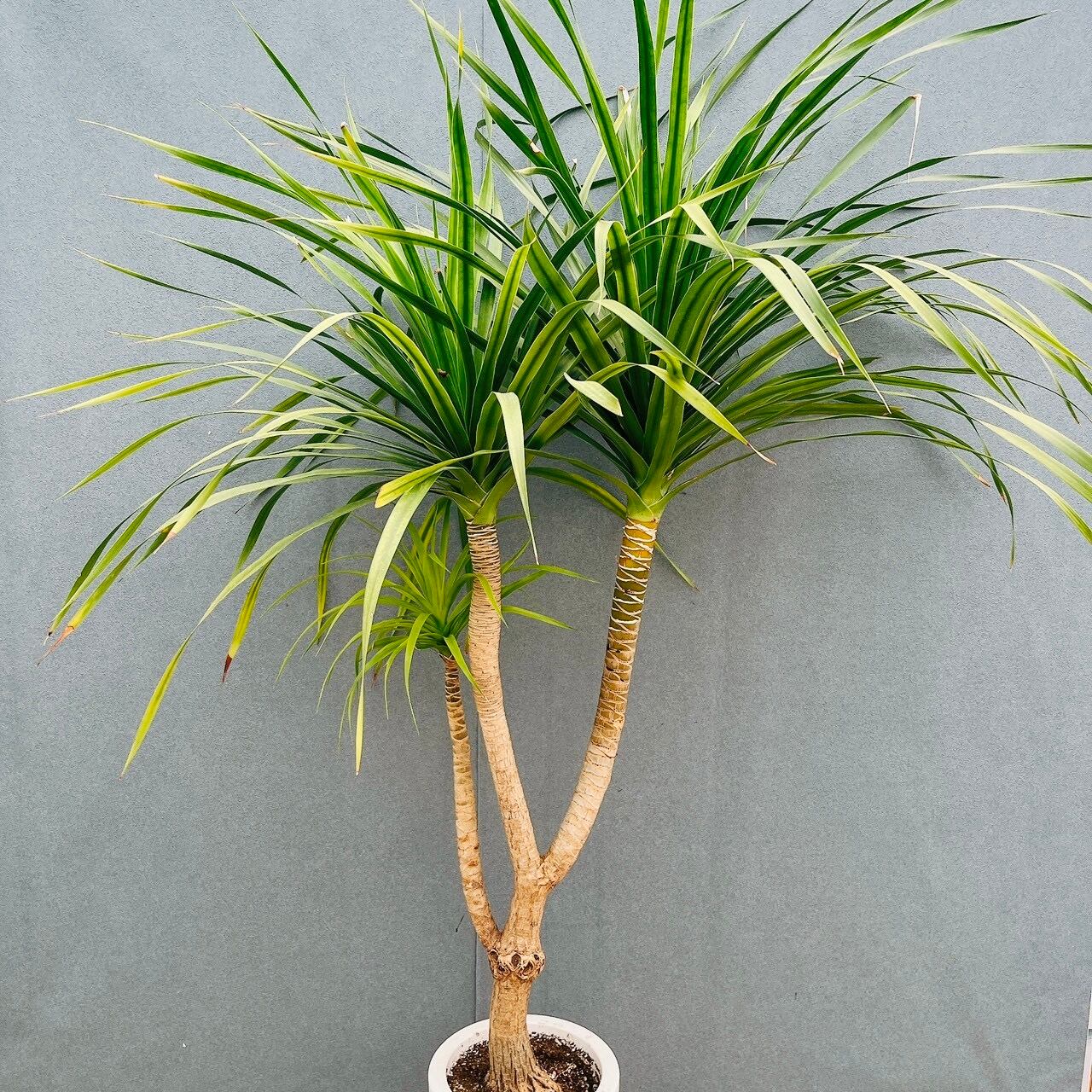 ［現品］【希少】25番　ドラセナ　カンボジアーナ　8号　観葉植物　レア　幸福の木 現品］【希少】81番 ドラセナ カンボジアーナ 8号 観葉植物 レア 室内