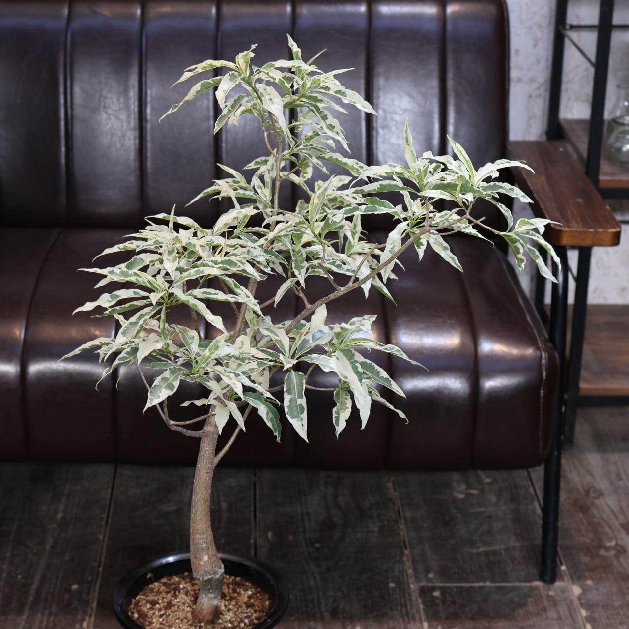 【セール】バオバブ　斑入り　No.001　鉢、送料込　メルカリ便 0a977e2d6931d5344baff146a7acc2