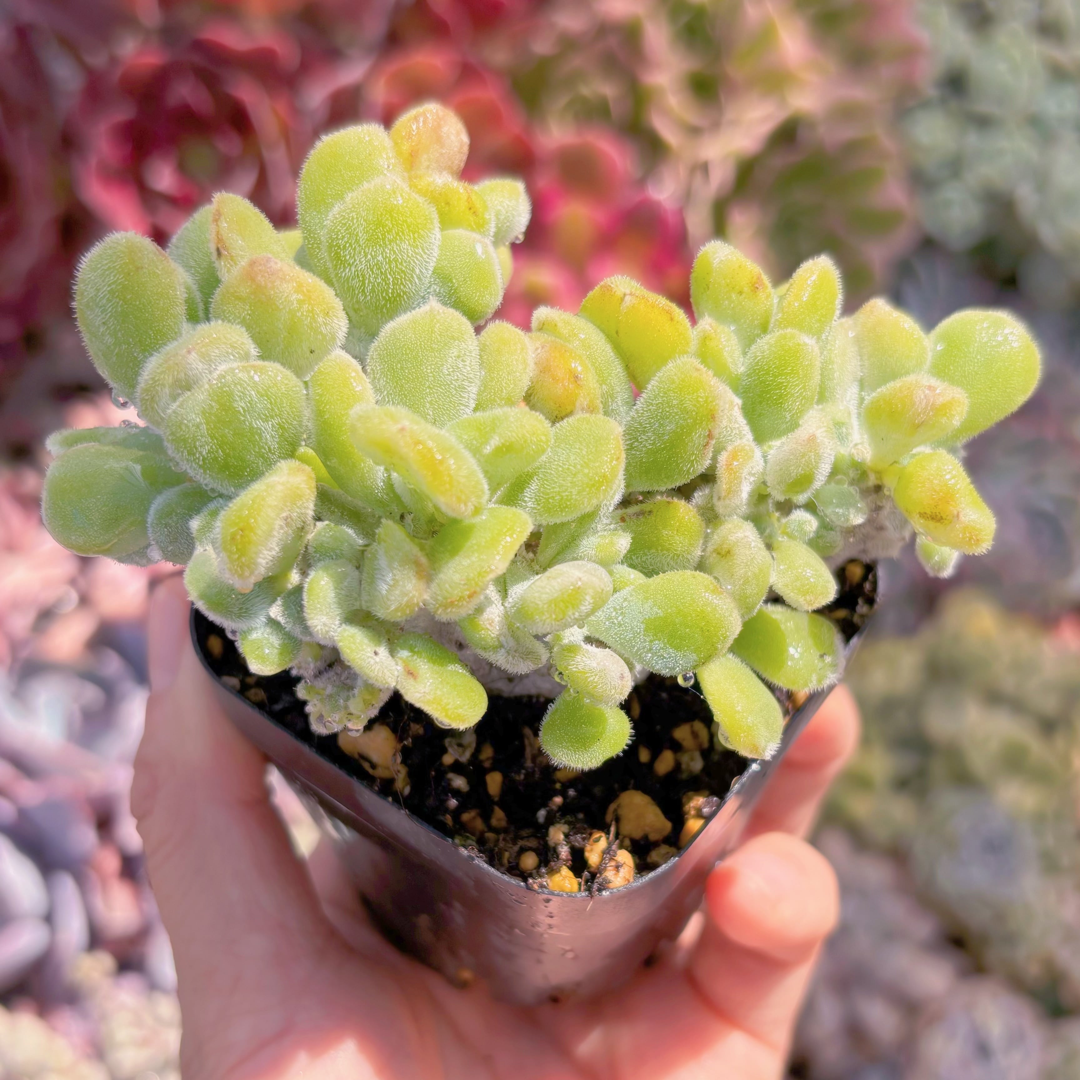 現品　雪錦星#1152　るる農園