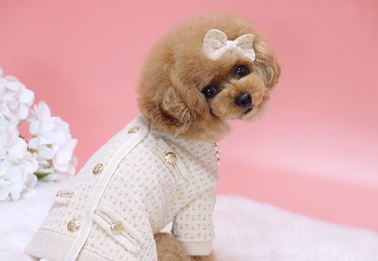 【SALE】cocoジャケット S ~ XL 2color  /  犬服 秋冬 新作 ツイードジャケット アウター 可愛い 犬の服 ドッグウェア ワンちゃん 洋服 おしゃれ 小型犬 猫 お出かけ outer21