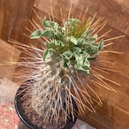 Pachypodium namaquanum【パキポディウム・ナマクアナム・光堂】