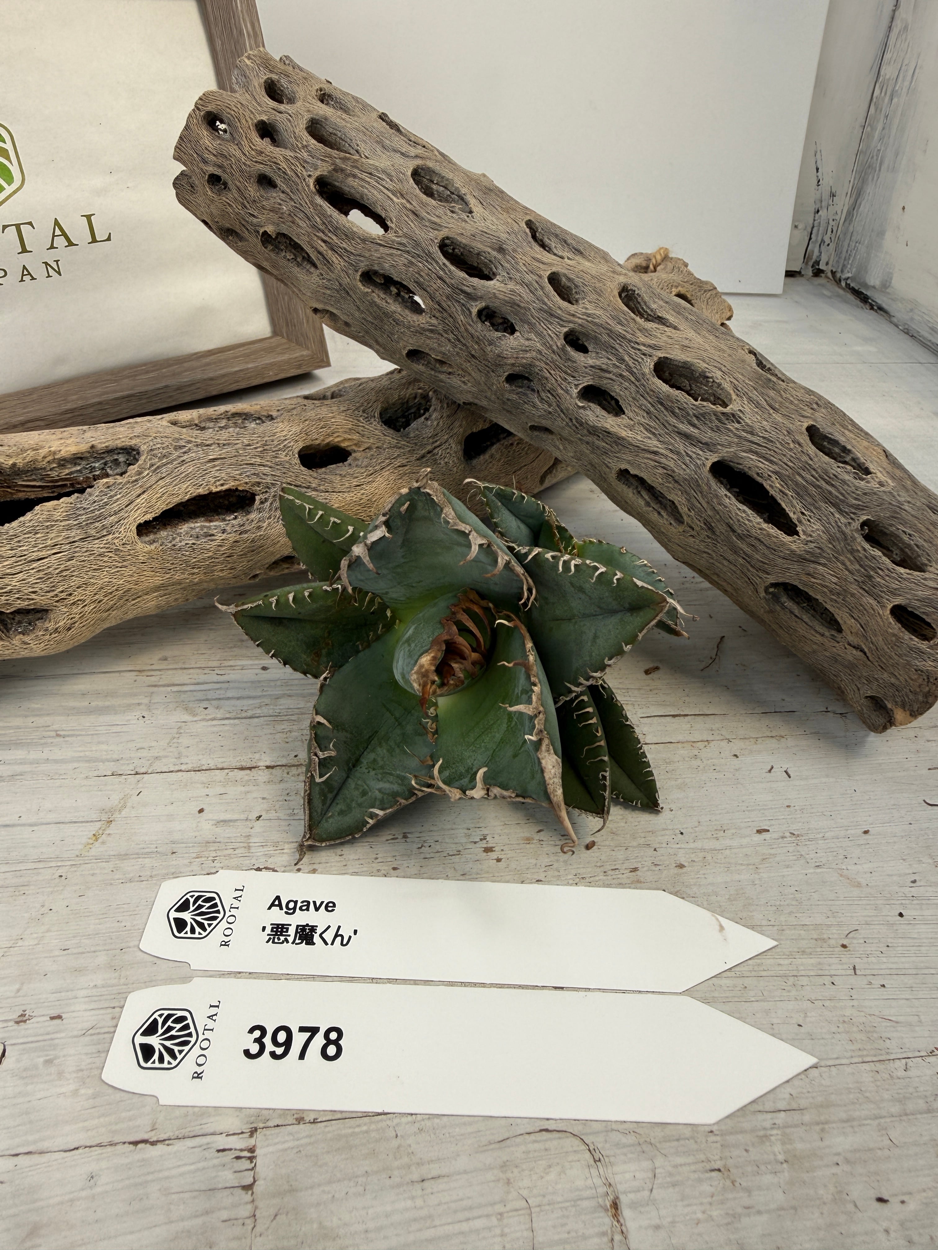 ROOTALPLANTS