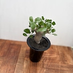 Commiphora drakebrockmanii【コミフォラ・ドレイクブロックマニー】