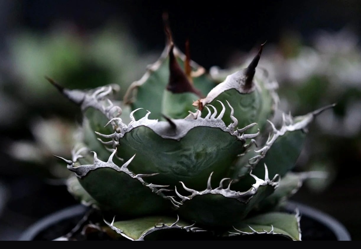 HexaPot 〝ヘキサポット〟5号サイズ 30ポットセット | Pay ID