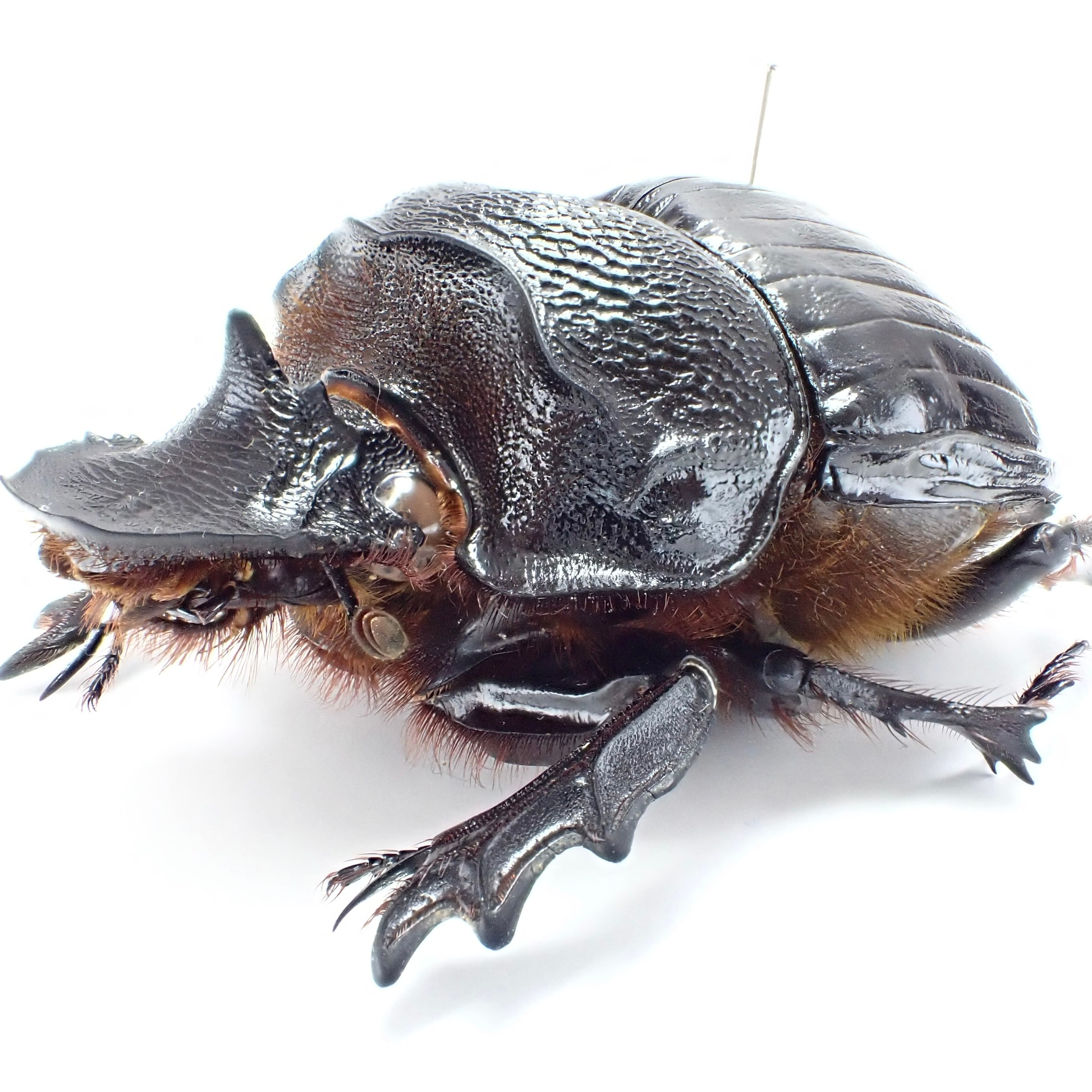 標本 Tanzania Heliocopris s.p 36mm タンザニア産 Heliocopris erycoides ♂♀ 36mm/34mm | 昆虫標本