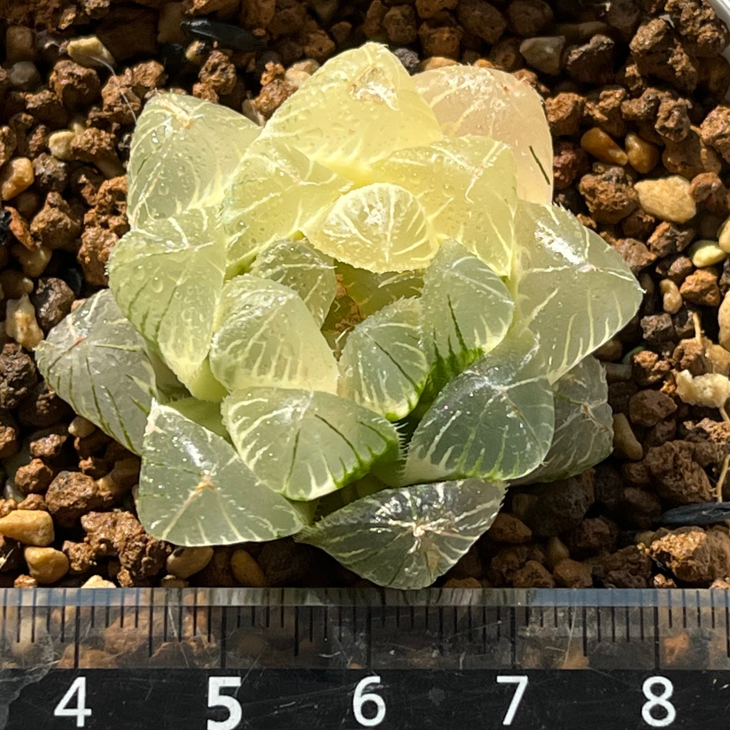 ハオルチア 白赤線レンズ錦×OMオブツーサ錦 実生 | mocono_plants
