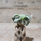 【送料無料】ストレプトフィラ S〔エアプランツ〕現品発送T2119