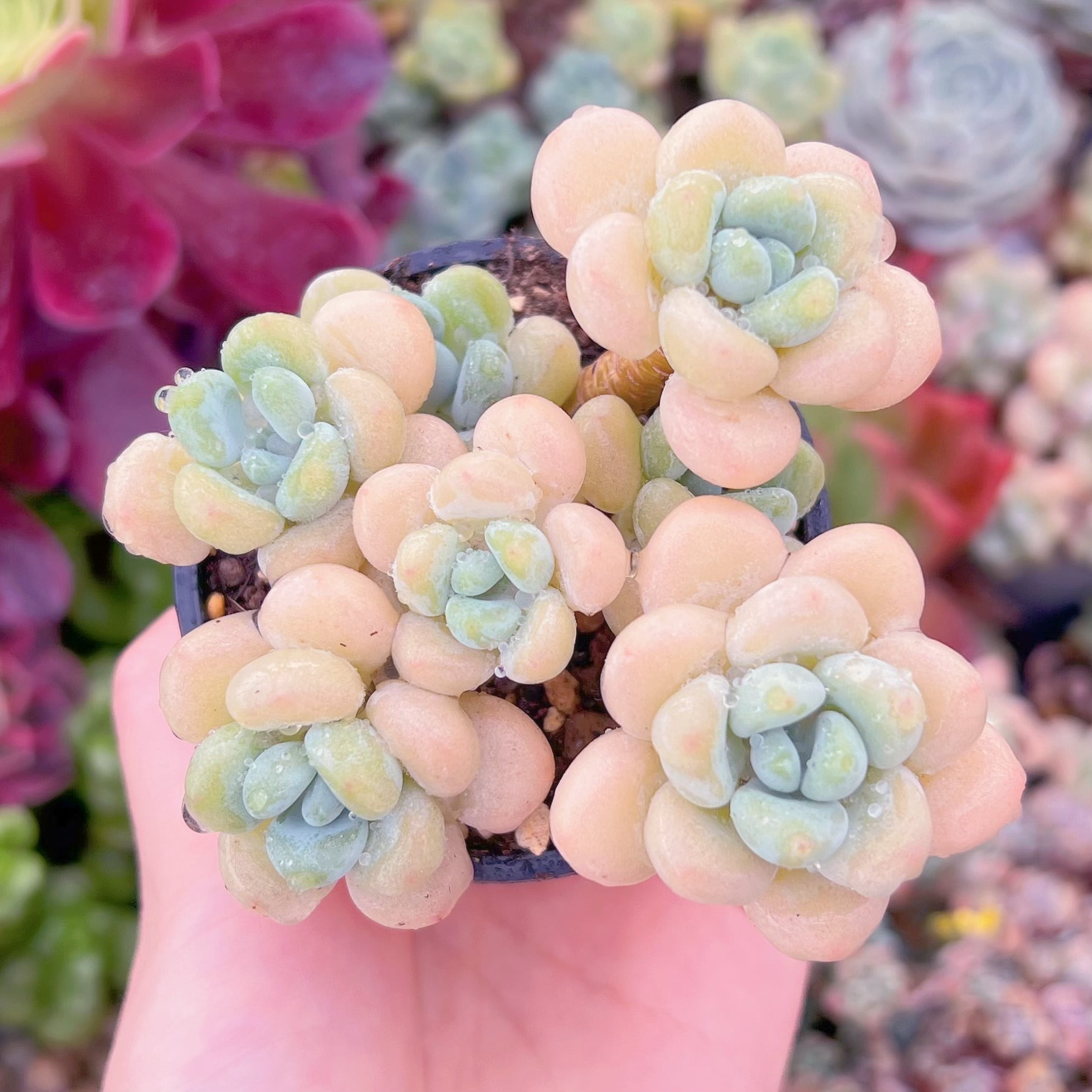 現品　ミルクキャンディ#F228　群生　るる農園