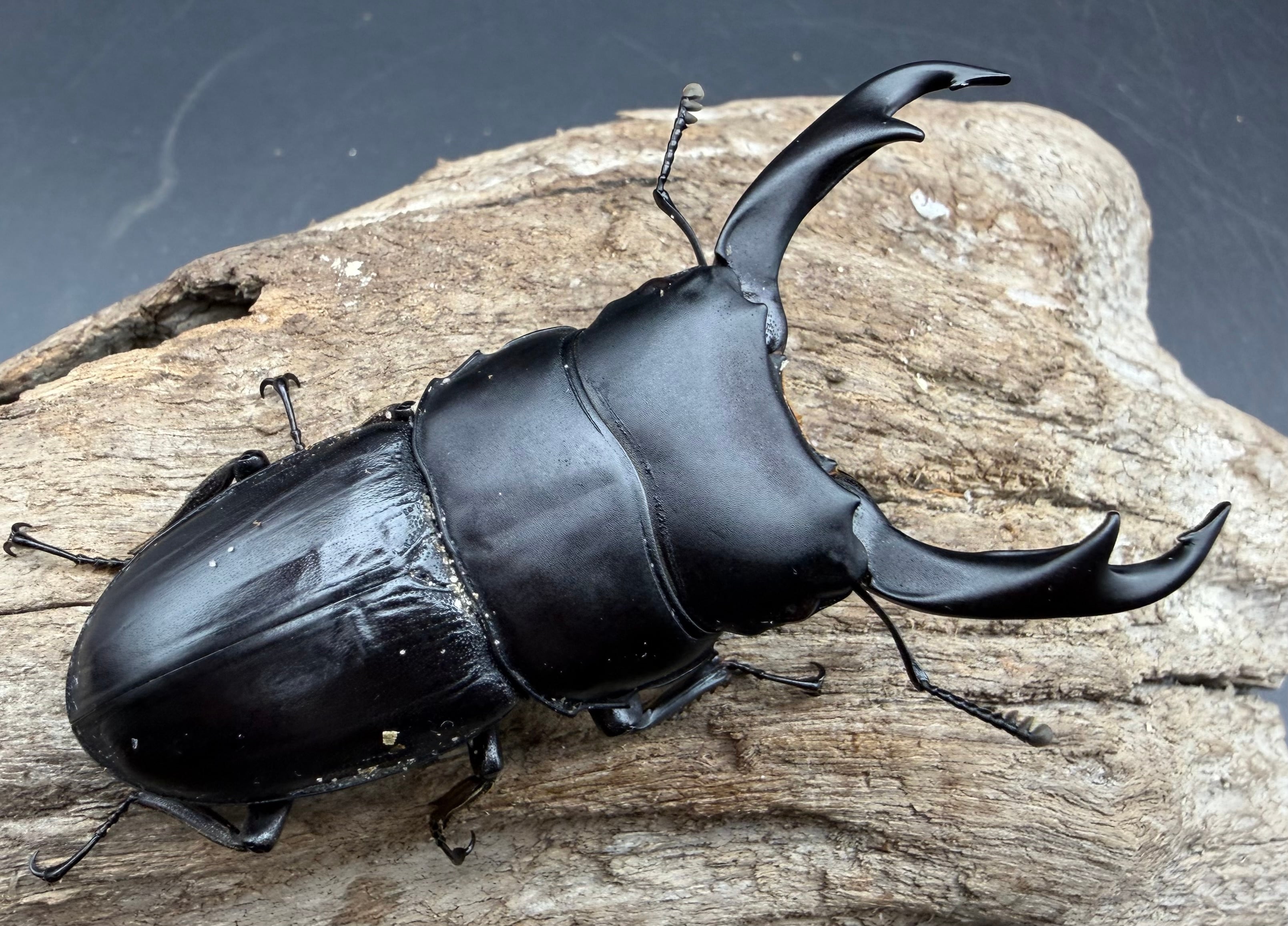 オオクワガタの仲間 | KPW公式オンラインショップ