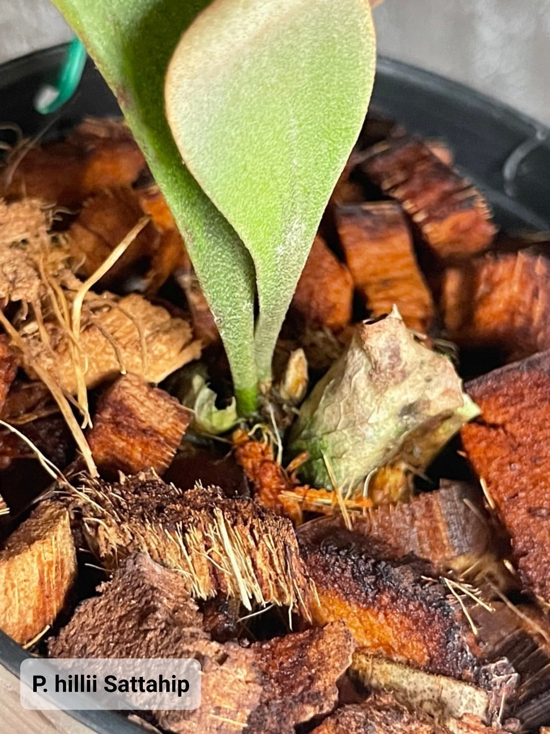 P. hillii Sattahip (Original pup) 【artPLANTs】ビカクシダ P. hillii Sattahip (Original pup) 【artPLANTs】ビカクシダ