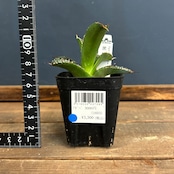 アガベ チタノタ 黒桃 スペード【59】