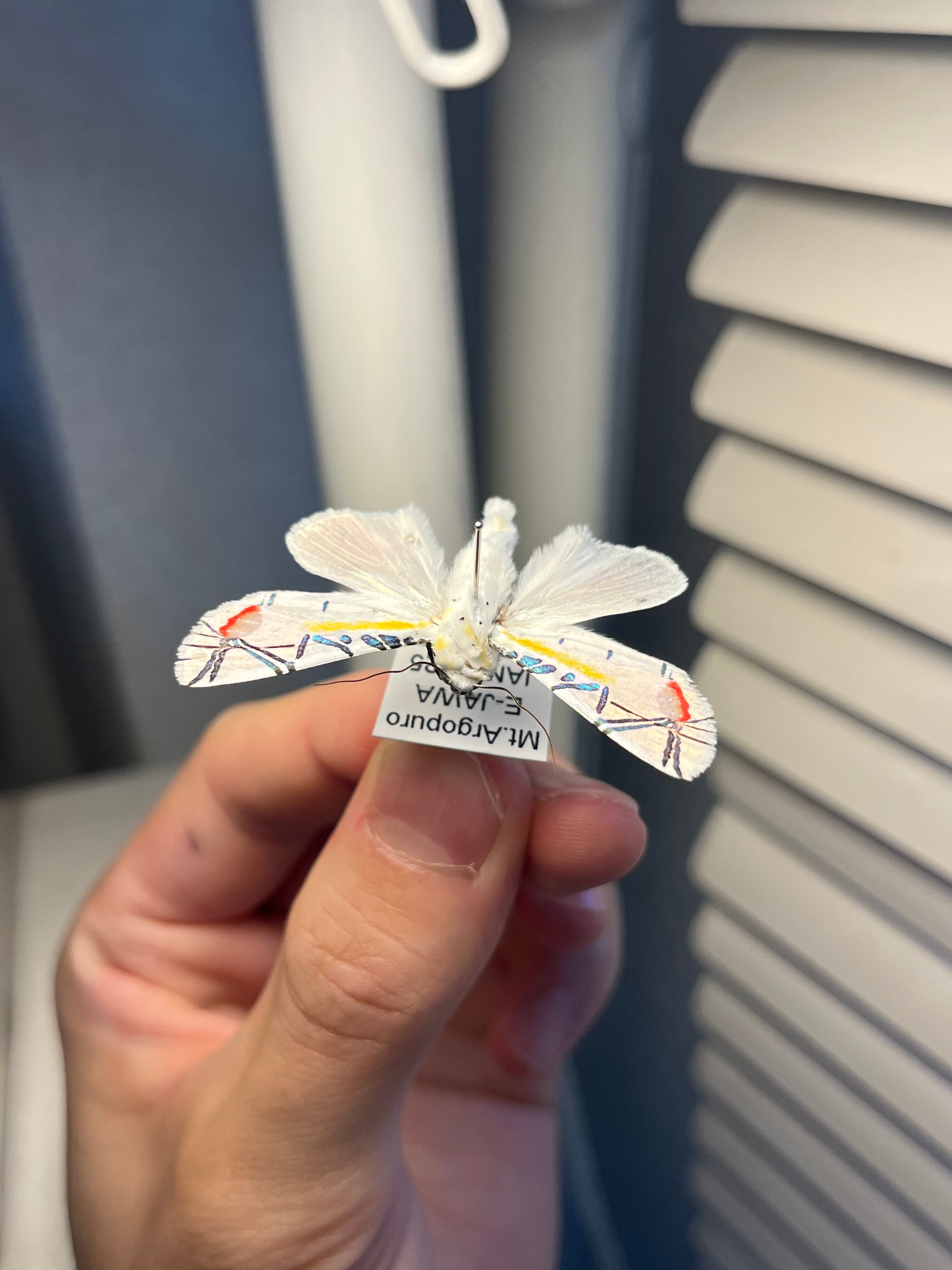 【LAST個体】ピカソモスタナバタユタカヤガ蛾ルナモスミズアオモルフォチョウアゲ LAST個体】ピカソモスタナバタユタカヤガ蛾ルナモスミズアオモルフォ