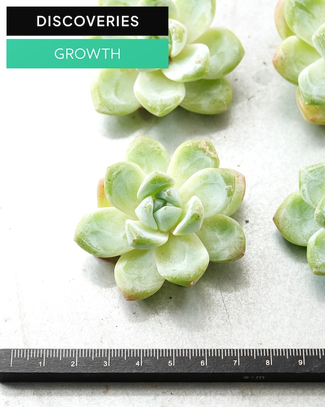 カット苗 スノークィーン M Echeveria 'Snow Queen'