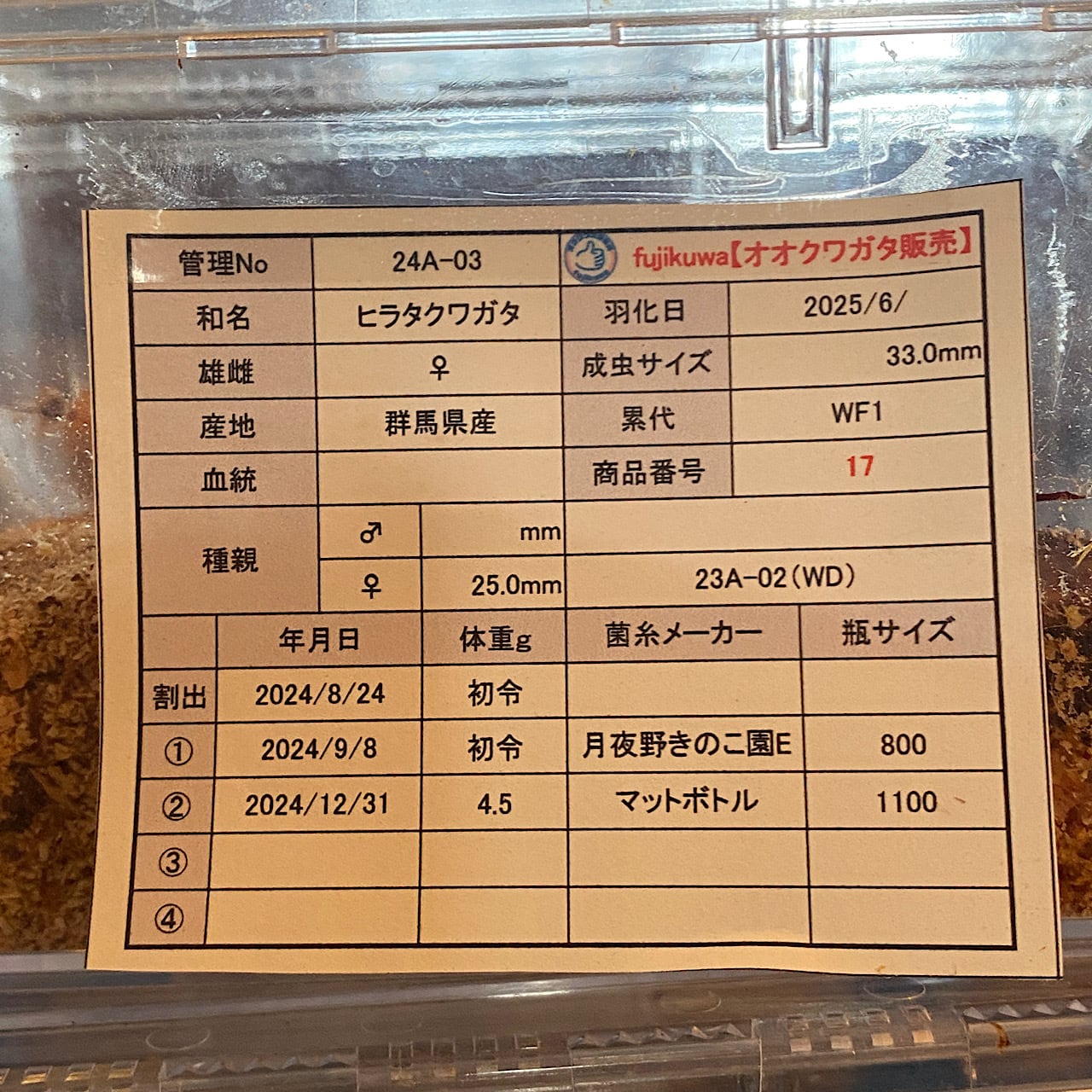 Uma様　おまとめ専用ページ 17】♂57mm・♀33mm本土ヒラタクワガタ ペア 群馬県産 | fujikuwa