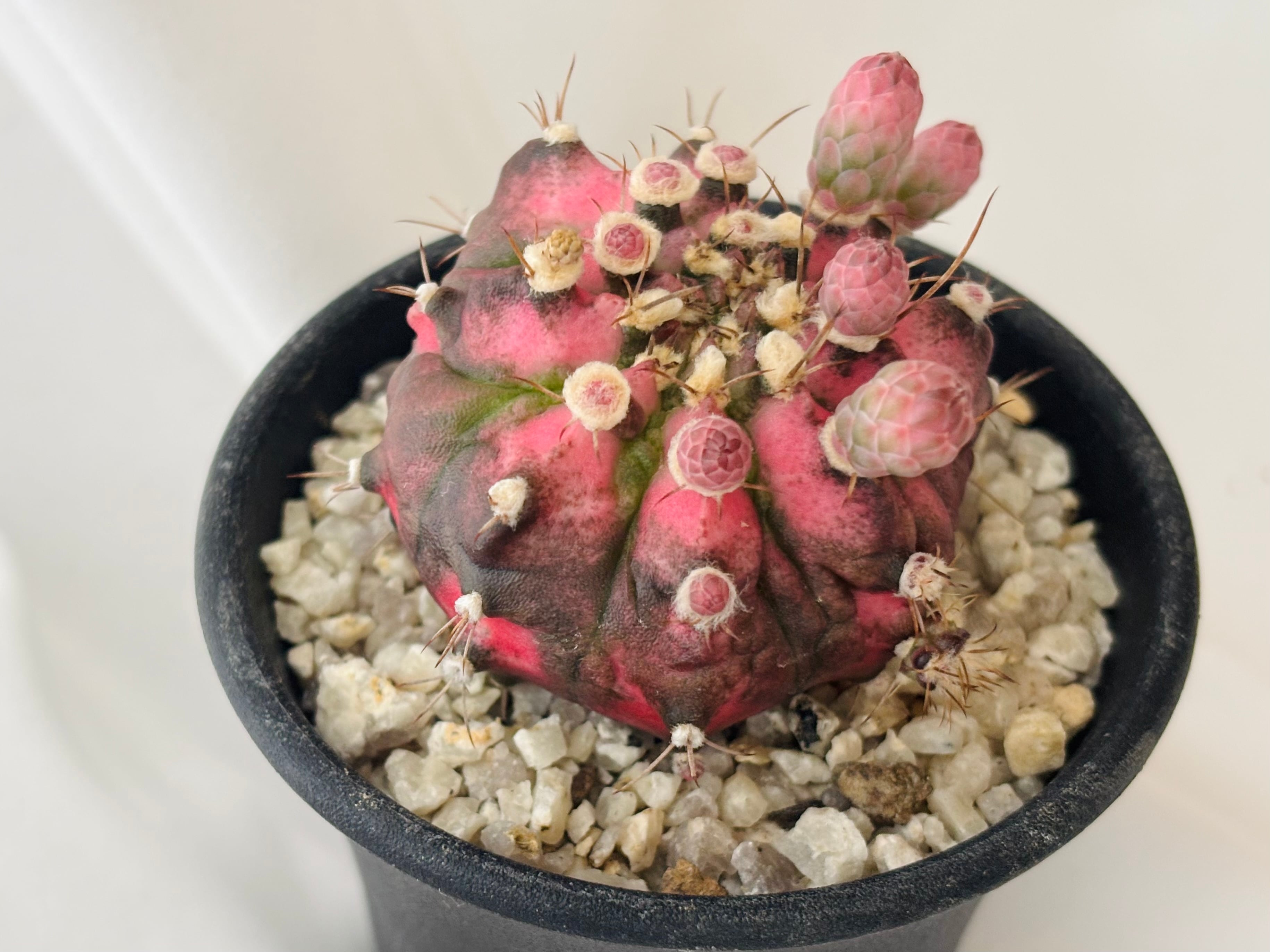 Gymnocalycium mihanovichii ピンク 緋牡丹錦 サボテン | plants MARU